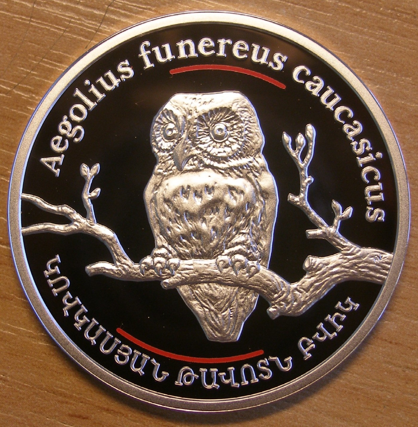 Armenia_2008_Caucasus_Boreal_Owl Armenia_2008_Caucasus_Boreal_Owl